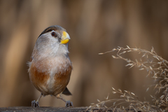 Reed Parrotbill photo 5