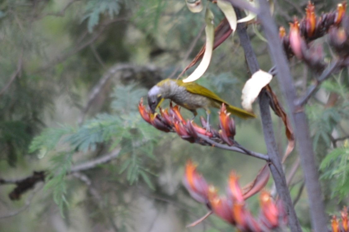 Yellow-throated Honeyeater illustration