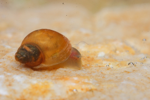 Dwarf pond snail