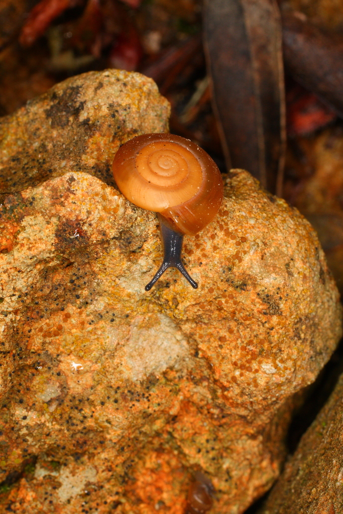 Oxychilus albuferensis