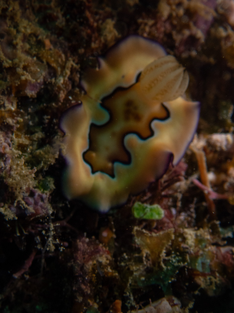 Coi's Goniobranchus