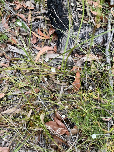 Actinotus minor observed 2024-12-27