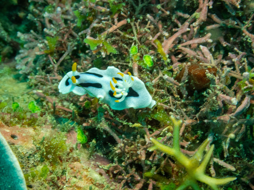 Alcala's Chromodoris