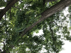 Robinia pseudoacacia