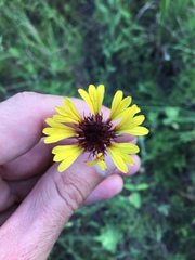 Gaillardia aestivalis