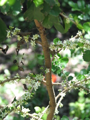 Randia obcordata