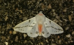 Lemyra rhodophilodes