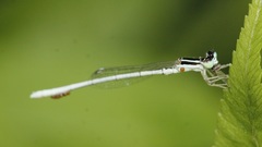 Agriocnemis lacteola