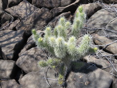 Cylindropuntia bigelovii ciribe