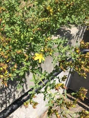 Hypericum perforatum