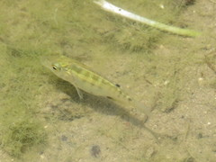 Fundulus lima