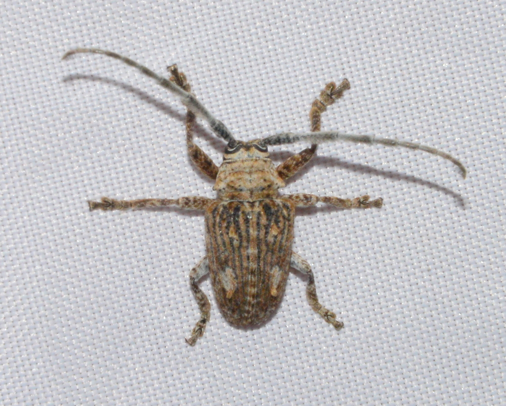 Crossotus barbatus