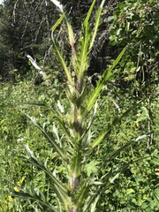 Cirsium scariosum