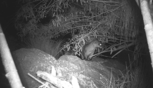 Lontra annectens