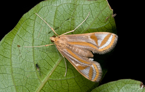 Eoophyla gibbosalis (Guenée, 1854)
