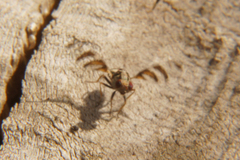 Myennis octopunctata