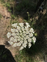 Daucus carota