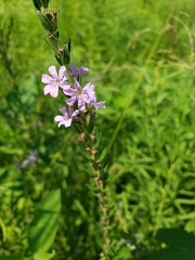 Lythrum alatum