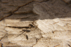 Myennis octopunctata