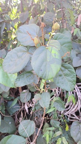 Manniophyton fulvum