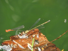 Neoneura amelia