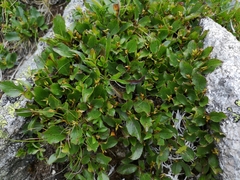 Salix alpina