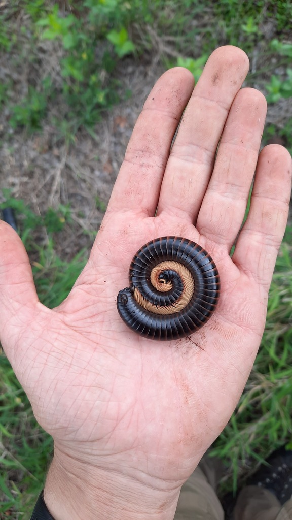 Stephen's Black Millipede