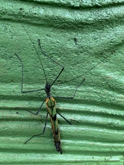 Stratocles costaricensis
