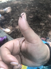 Pelecinobaccha costata