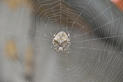 Araneus angulatus