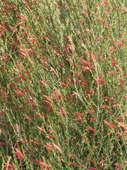 Dicliptera sexangularis