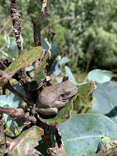 Peron's Tree Frog, Tasmania, Port Arthur, TAS, AU, photo 3 of 10