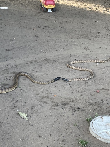 Black-headed Python sighting