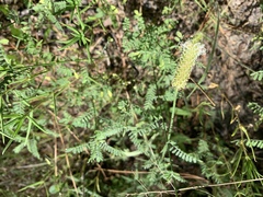 Dalea phleoides