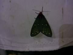 Taicallimorpha albipuncta