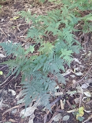 Parapolystichum microsorum pentangulare