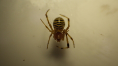 Theridion zonulatum