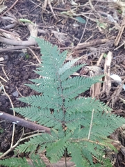 Parapolystichum microsorum pentangulare