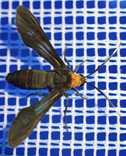 Rhynchopyga flavicollis