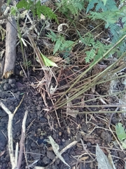 Parapolystichum microsorum pentangulare