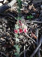 Indigofera sp12