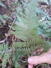 Parapolystichum microsorum pentangulare