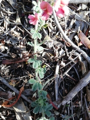 Indigofera sp12