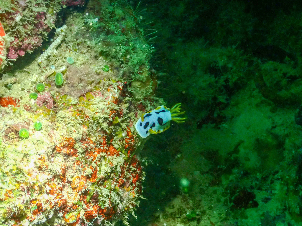 Diana's Chromodoris