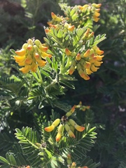 Astragalus penduliflorus