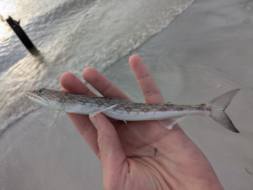 Inshore Lizardfish