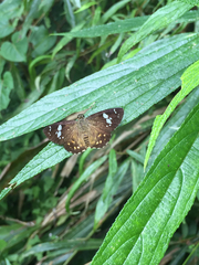Celaenorrhinus ratna