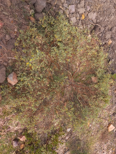 Image of Hermannia lavandulifolia by (c) Brian du Preez, some rights reserved (CC BY-SA)