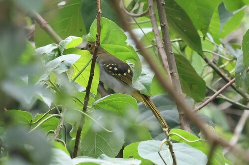Western Nicator (Nicator chloris), photo 9