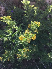 Astragalus penduliflorus